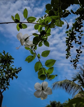 White Hibiscus Flower's Photography
