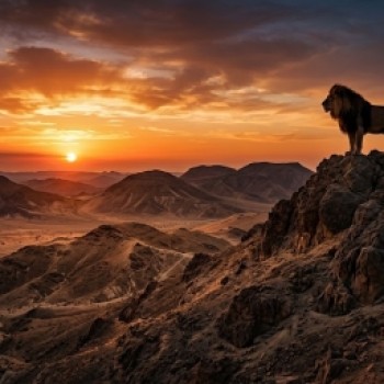 lion on mountant looking at sunset